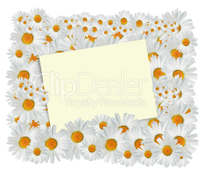 Daisy Greeting Card