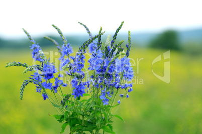 Blue Wildflowers