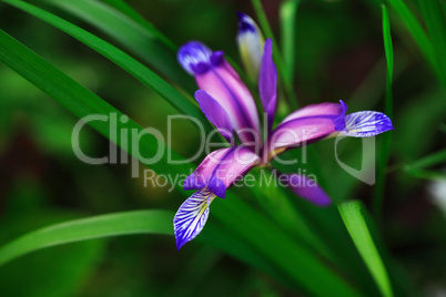 Beautiful Wildflower