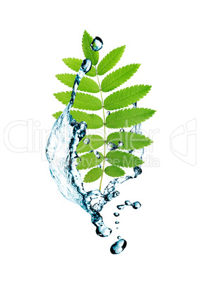 Leaves In Water