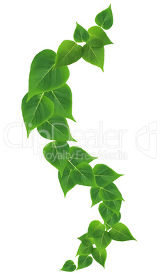 Green Leaves Border