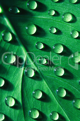 Drops Of Water On Leaf