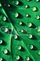 Drops Of Water On Leaf