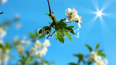 flowering tree