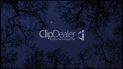 night sky stars between trees time lapse 10856