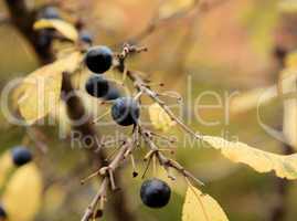 branch of sloe, autumn background (Prunus spinosa)