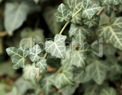 Green ivy (Hedera helix Glacier)