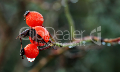 fruit of rose hips in autumn (Rosaceae)