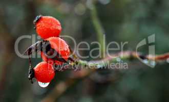 fruit of rose hips in autumn (Rosaceae)