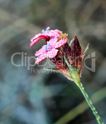 Mountain carnation flowers. Autumn (Diantbus)