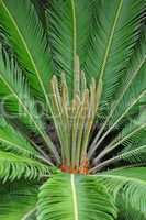 Sagopalmfarn (Cycas)