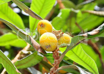 Japanische Wollmispel (Eriobotrya japonica)