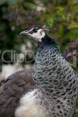 Portrait of a female Peacock
