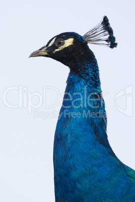 Portrait of a male Peacock