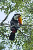 Toucan on a Branch