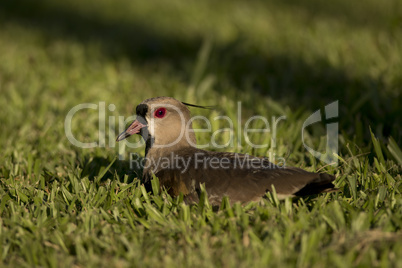 Southern Lapwing sitted on the Grass
