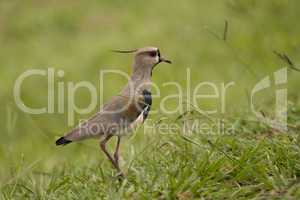 Southern Lapwing