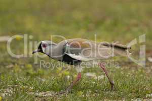 Southern Lapwing