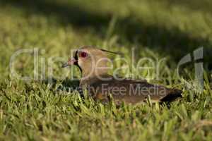 Southern Lapwing sitted on the Grass