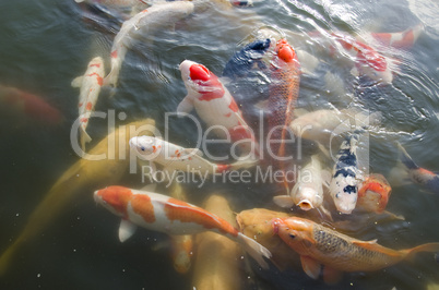 Japanese koi swimming in water