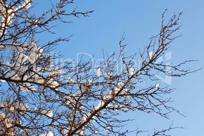 Tufts of snow on the plum branch