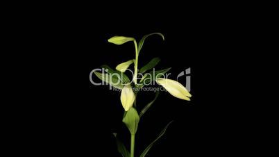 White lily on the black background (longiflorum. White Europe) timelapse
