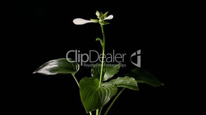 Blooming colorful eustoma on the black background (Eustoma grandiflorum) timelapse