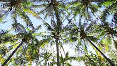 Palmen in der Karibik