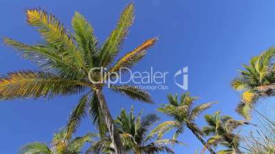 Palmen in der Karibik 2