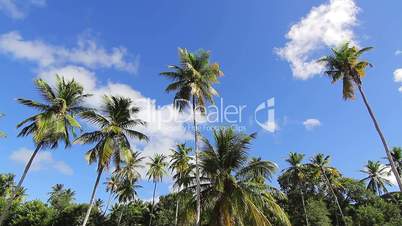 Palmen in der Karbik, Insel: Dominica