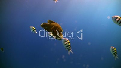 Napoleon fish on Coral Reef, Red sea