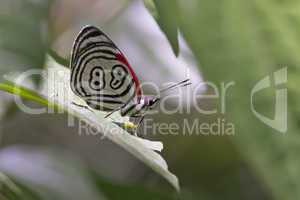 Butterfly 88