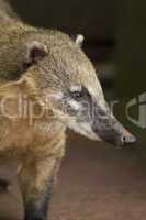 Snout of a Coati