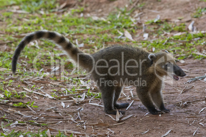 Coati walking on the Grass