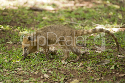 Coati walking on the Grass