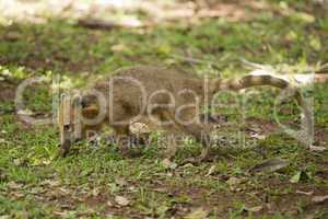 Coati walking on the Grass