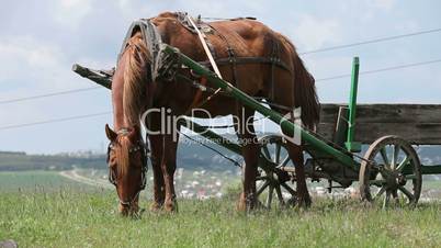 Horse with a cart