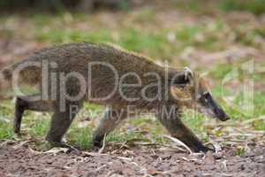 Coati walking on the Grass