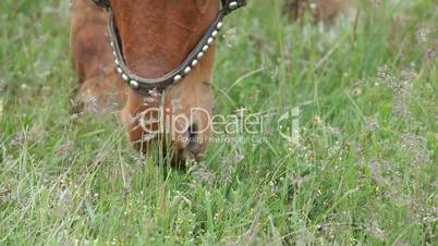 Horse eating grass