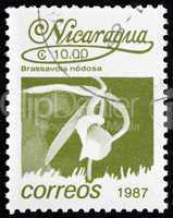 Postage stamp Nicaragua 1987 Lady of the Night Orchid