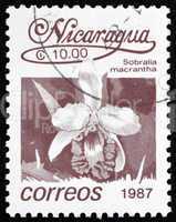 Postage stamp Nicaragua 1987 Large-flowered Sobralia, Orchid