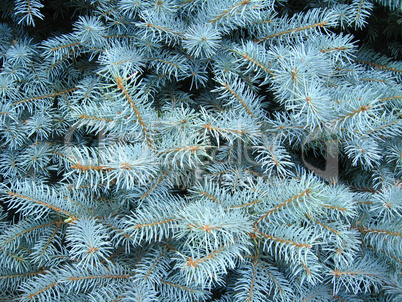 Blue branches of a young fur-tree