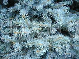 Blue branches of a young fur-tree