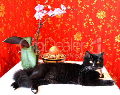 Black cat with an orchid