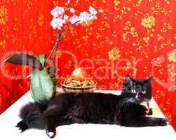 Black cat with an orchid