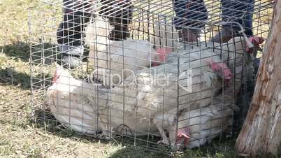 Hens in a cage