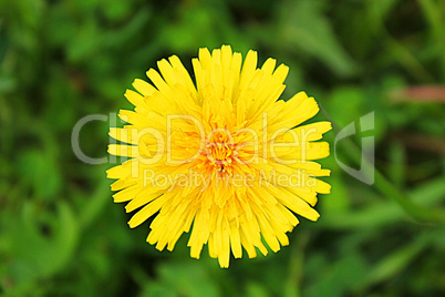 Dandelion