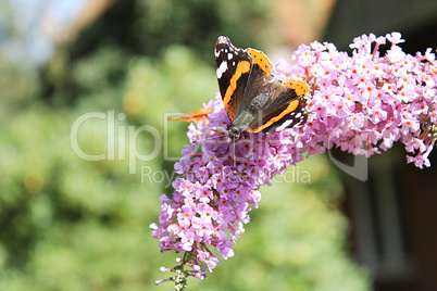 Butterfly on Hyacinth