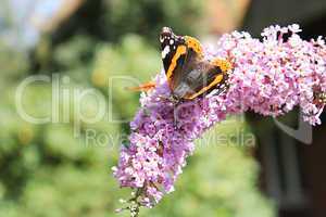 Butterfly on Hyacinth
