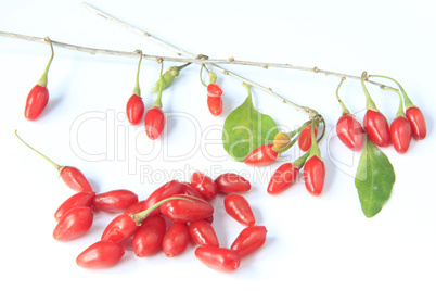 Goji berries (Lycium barbarum)
